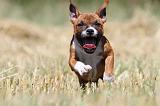 STAFFIE 126